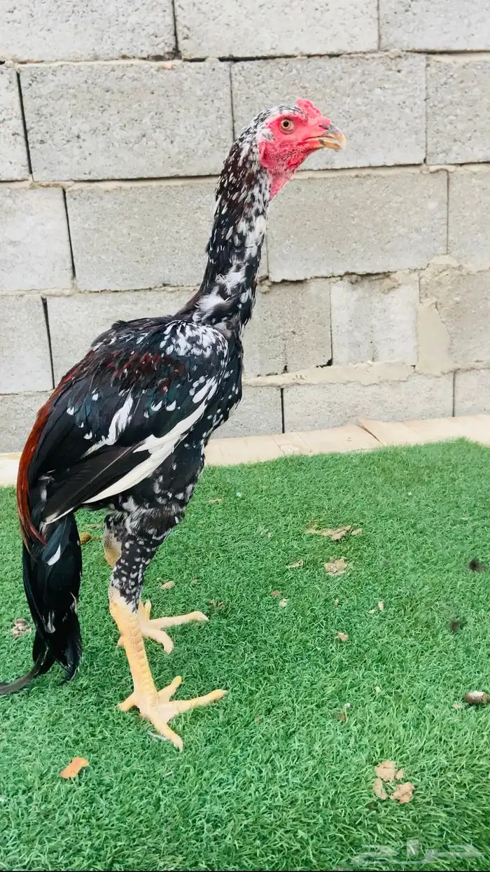 ديك سندي نسل عن غبشان 0