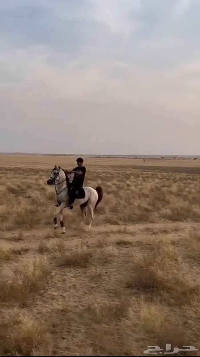 حصان شعبي من فواخر الشعبيات 0