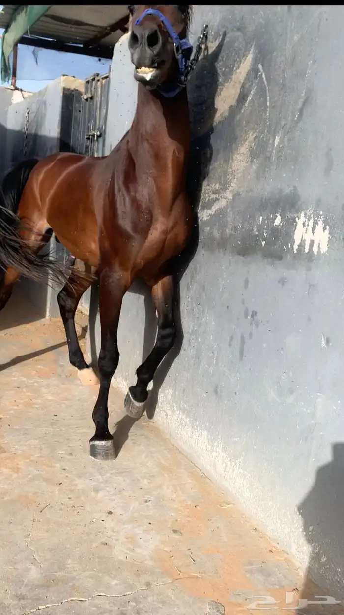 حصان للبيع 3