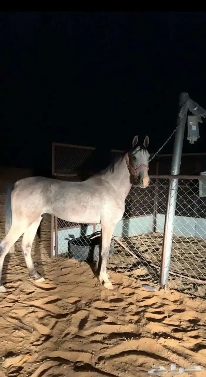 خيل شعبي كفو للبيع 1