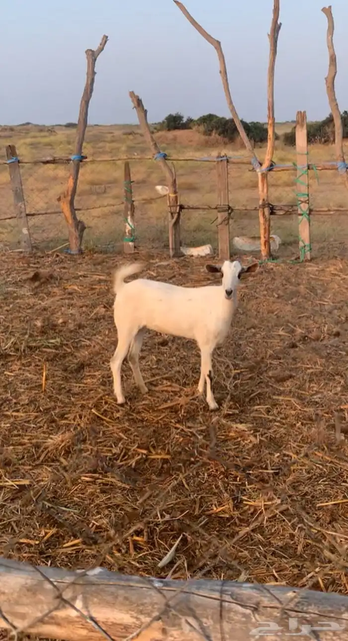 جفره ماشاءالله تبارك 3