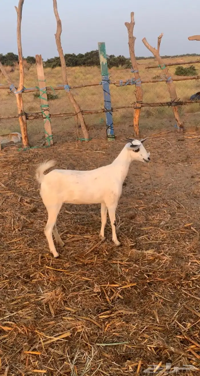 جفره ماشاءالله تبارك 0