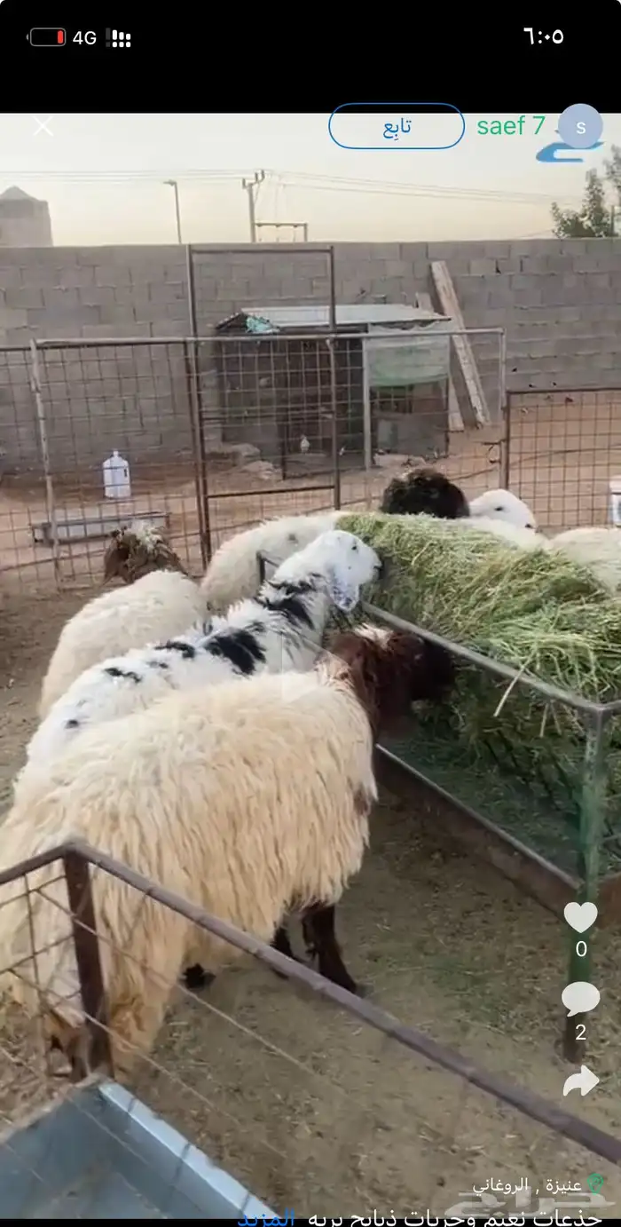 ذبايح نعيم وحريات ذبايح بريه 0