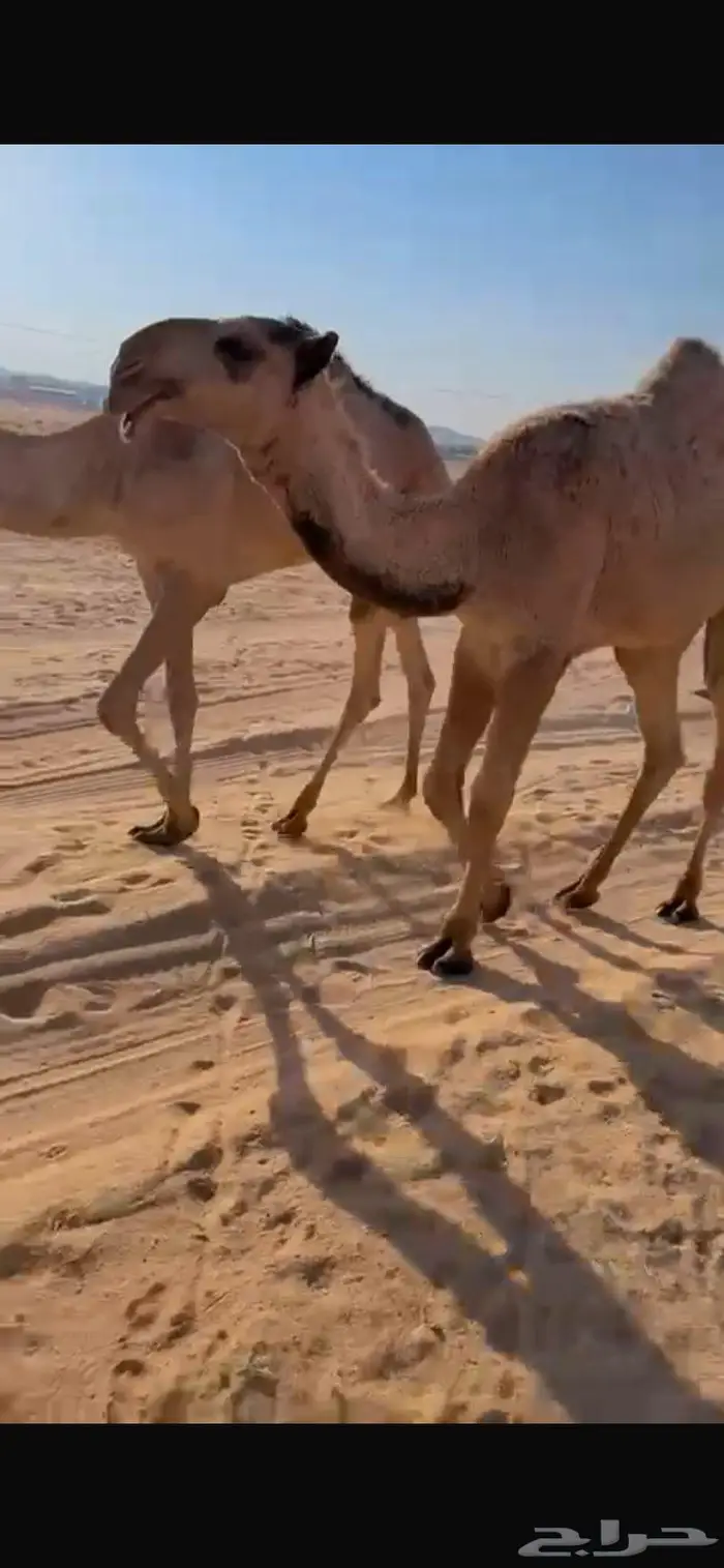 قعود عوني اشعل 0