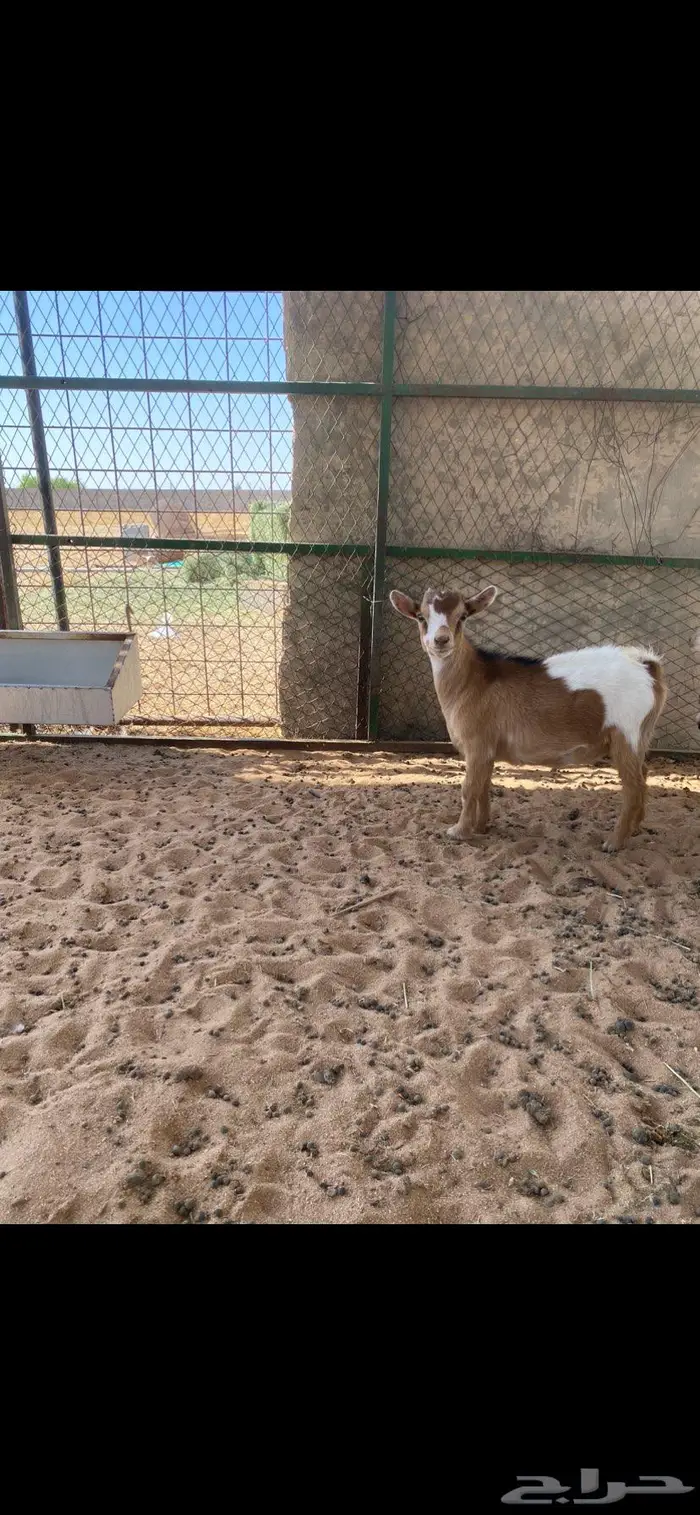 جفره قزميه مستوى طيب 0