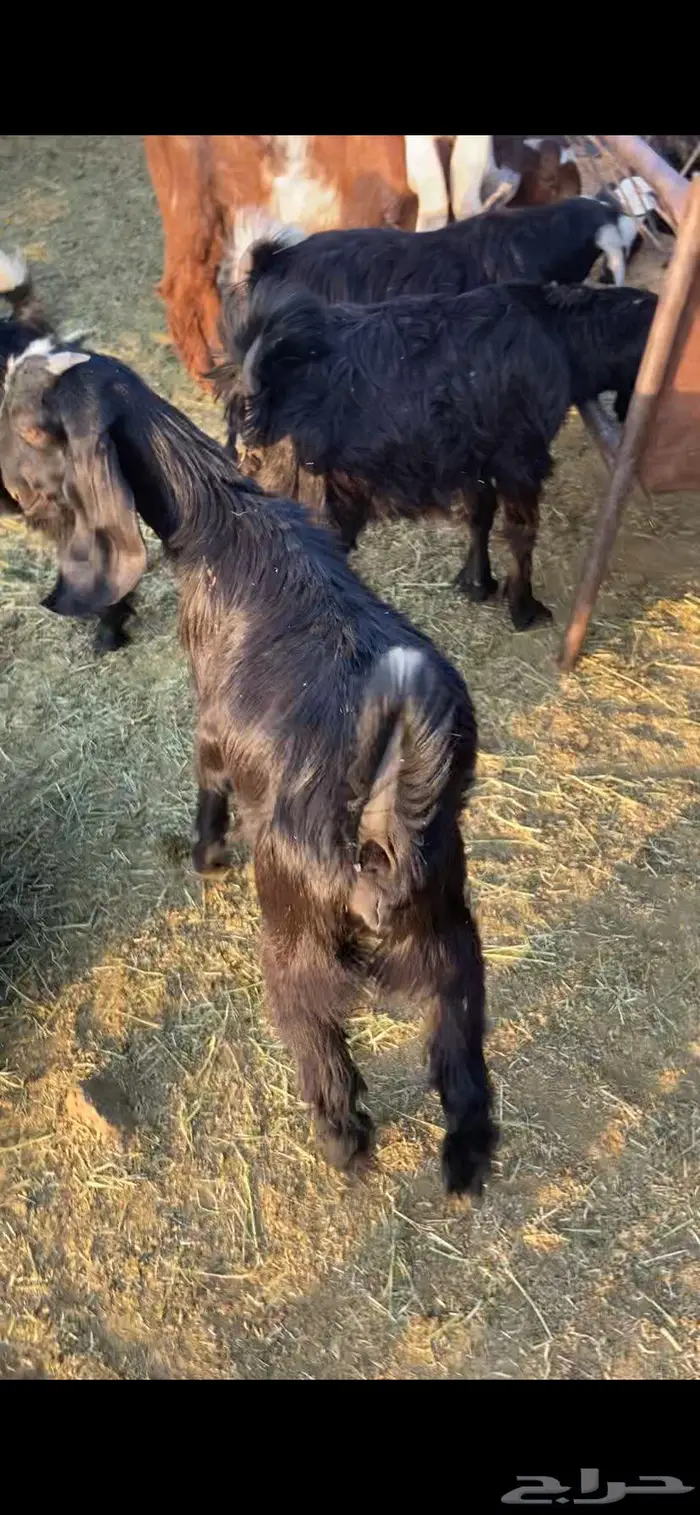 تيوس وجفرات 0