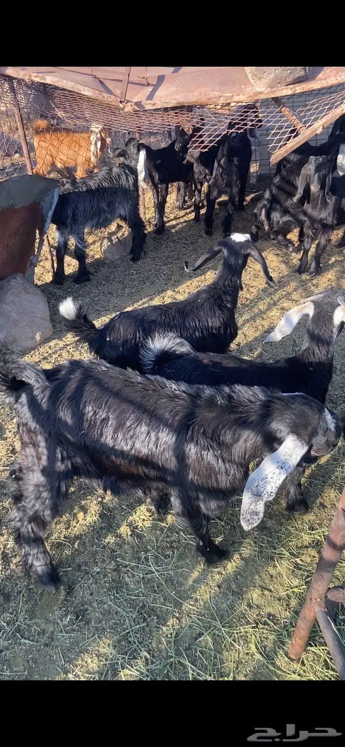 تيوس وجفرات 2