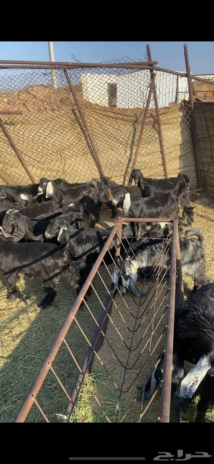 تيوس وجفرات 1