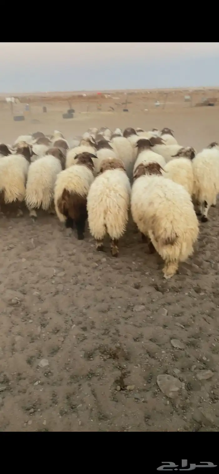 خرفان ورخال 2