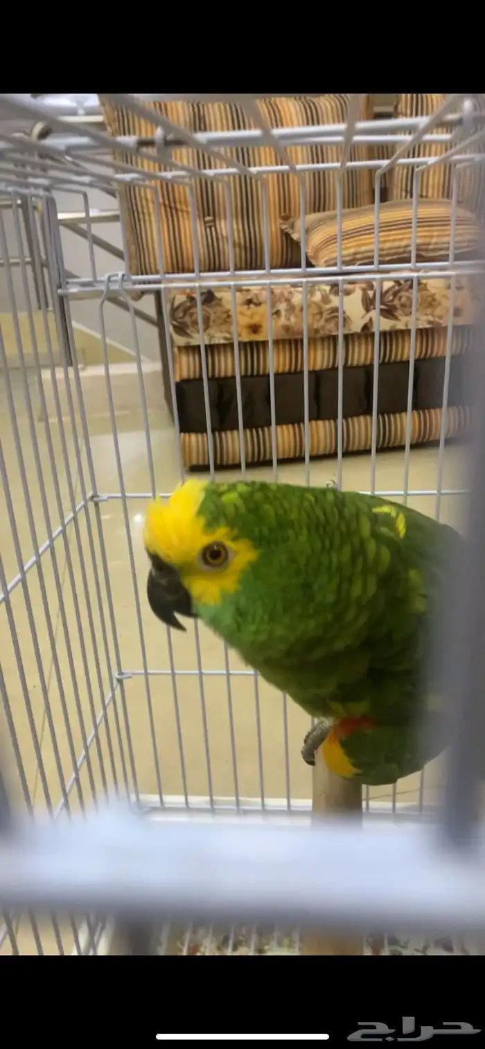 امزوني بلوفرنتد جاكو طفره تم البيع 2