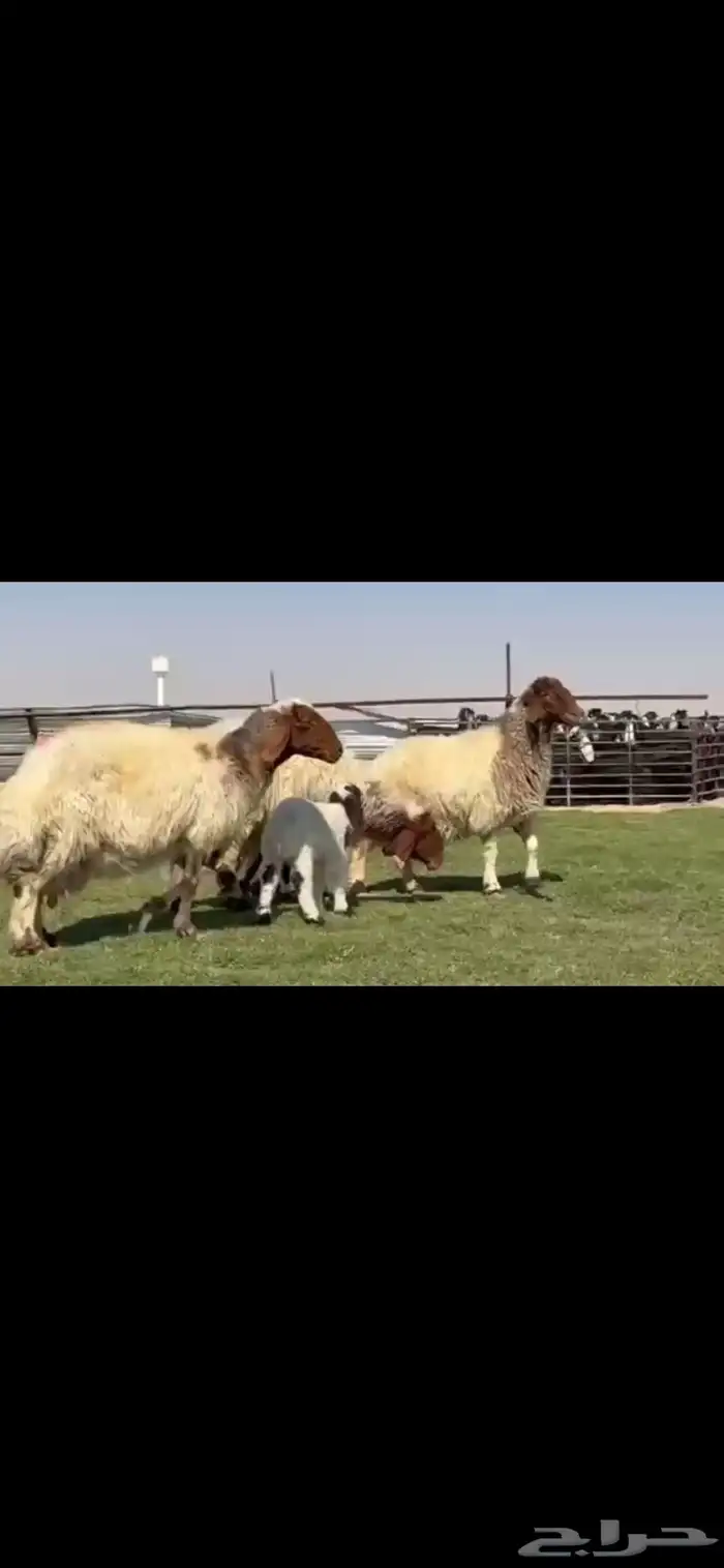 للبيع شياه نعيم متابيع طيبه 8