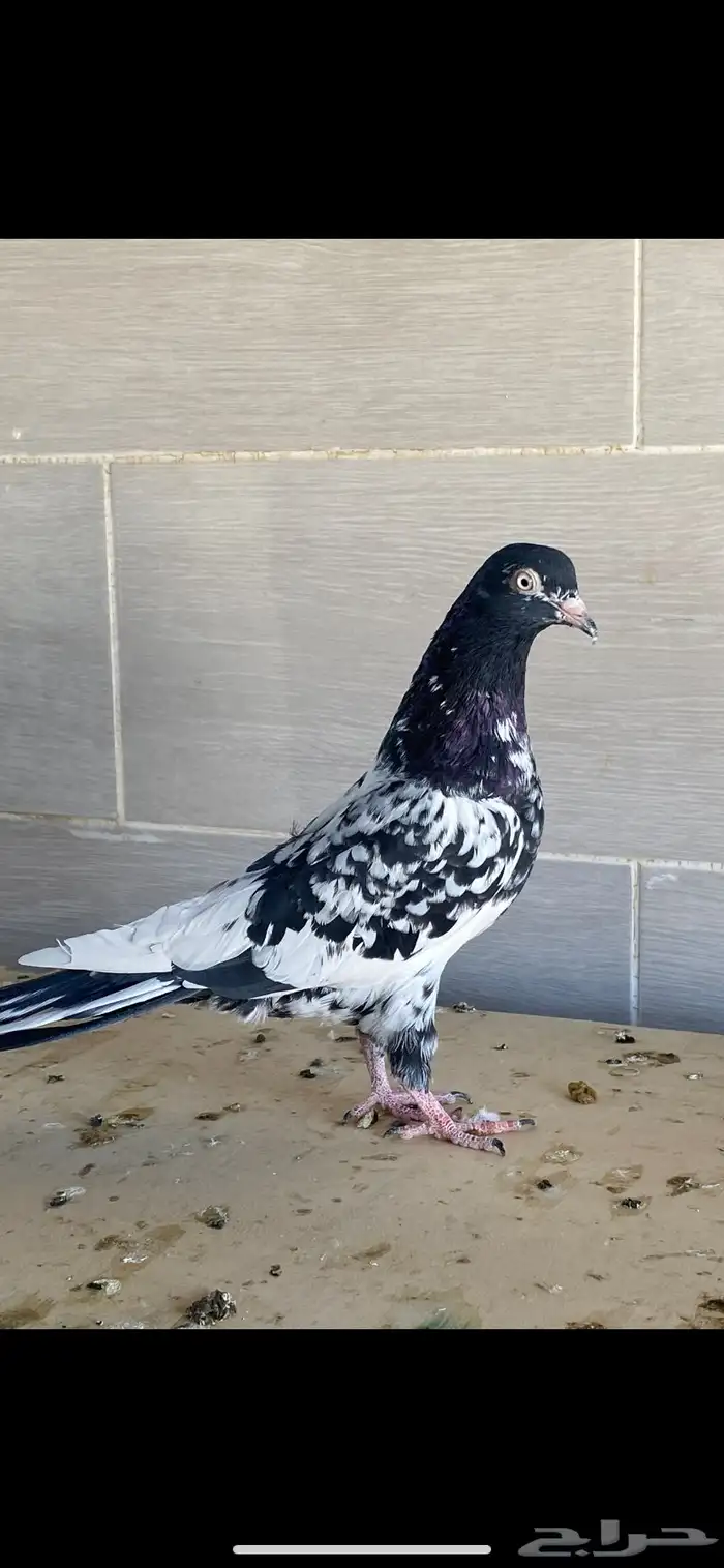 زوج رام بوري آخر ريشه 5