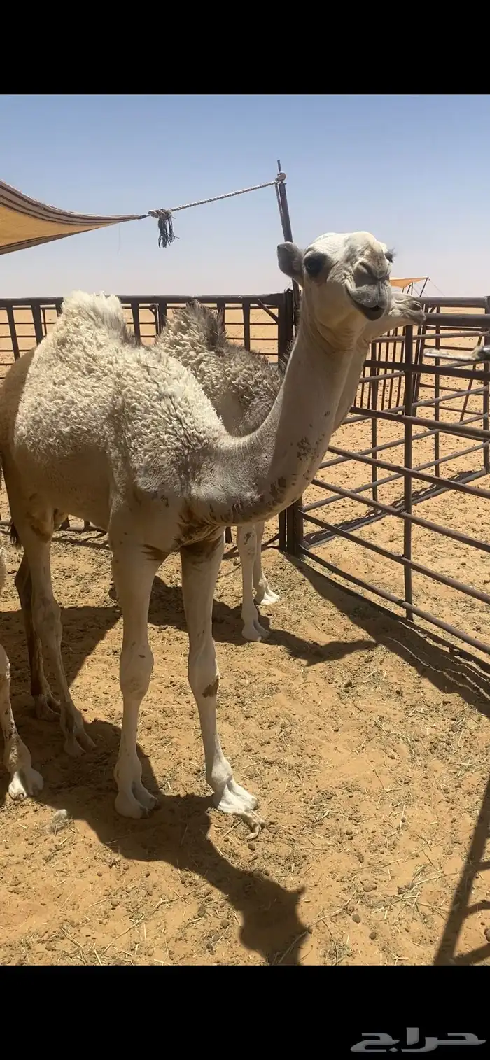 بعير للبيع طيب 3