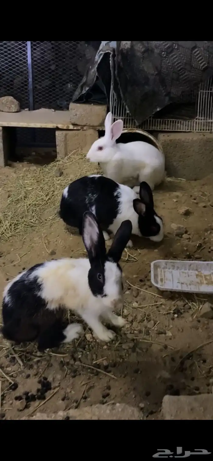 ارانب العدد 4 ذكر الأبيض والباقي اناثي 0