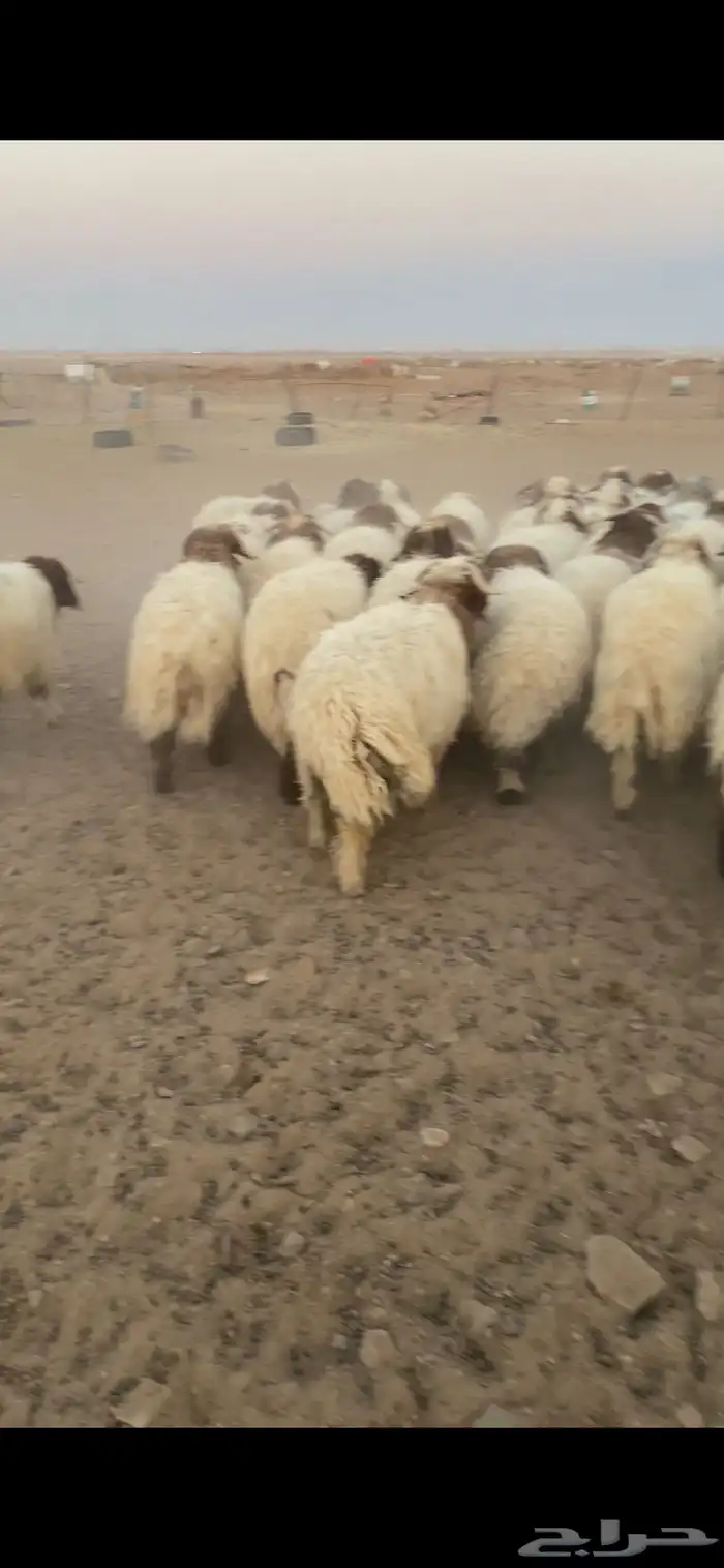 خرفان ورخال 0