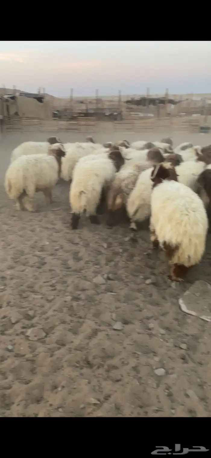 خرفان ورخال 5