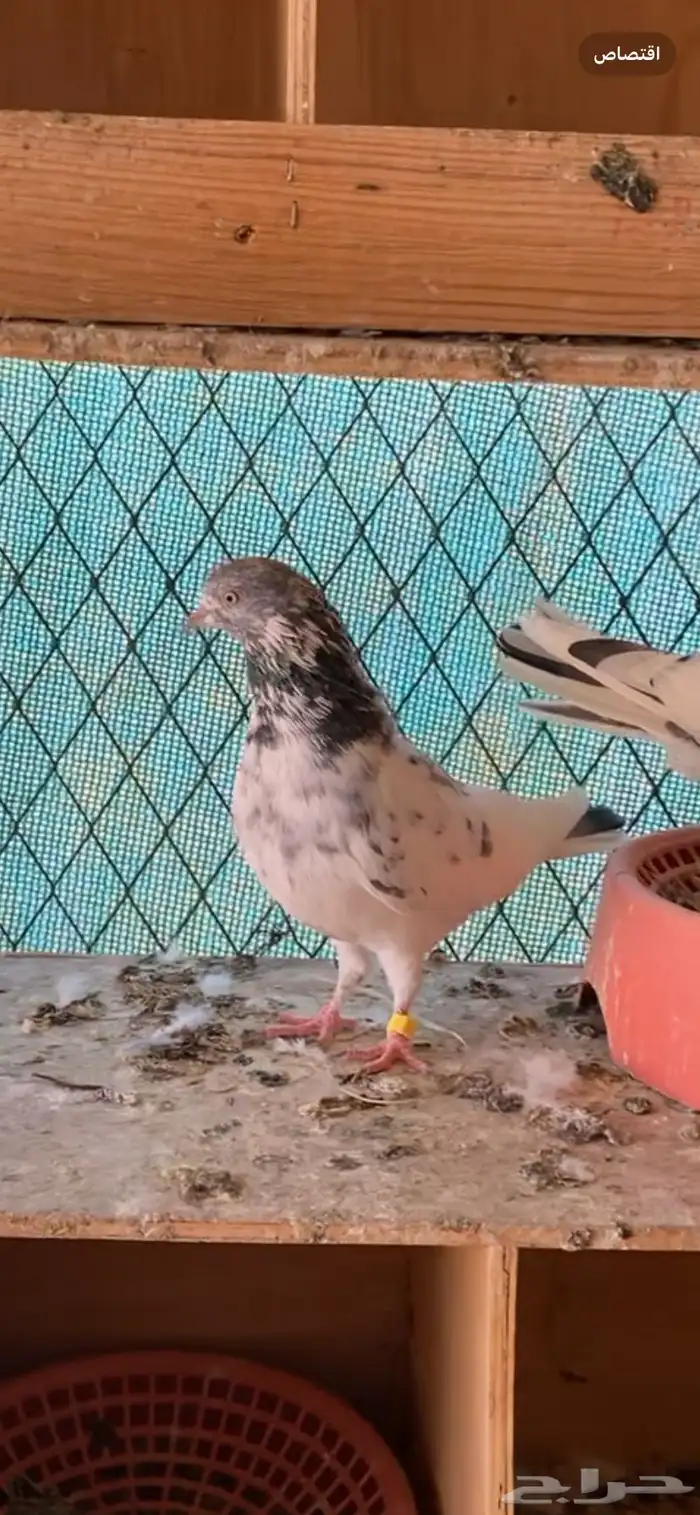 جوز حمام باكستاني 1