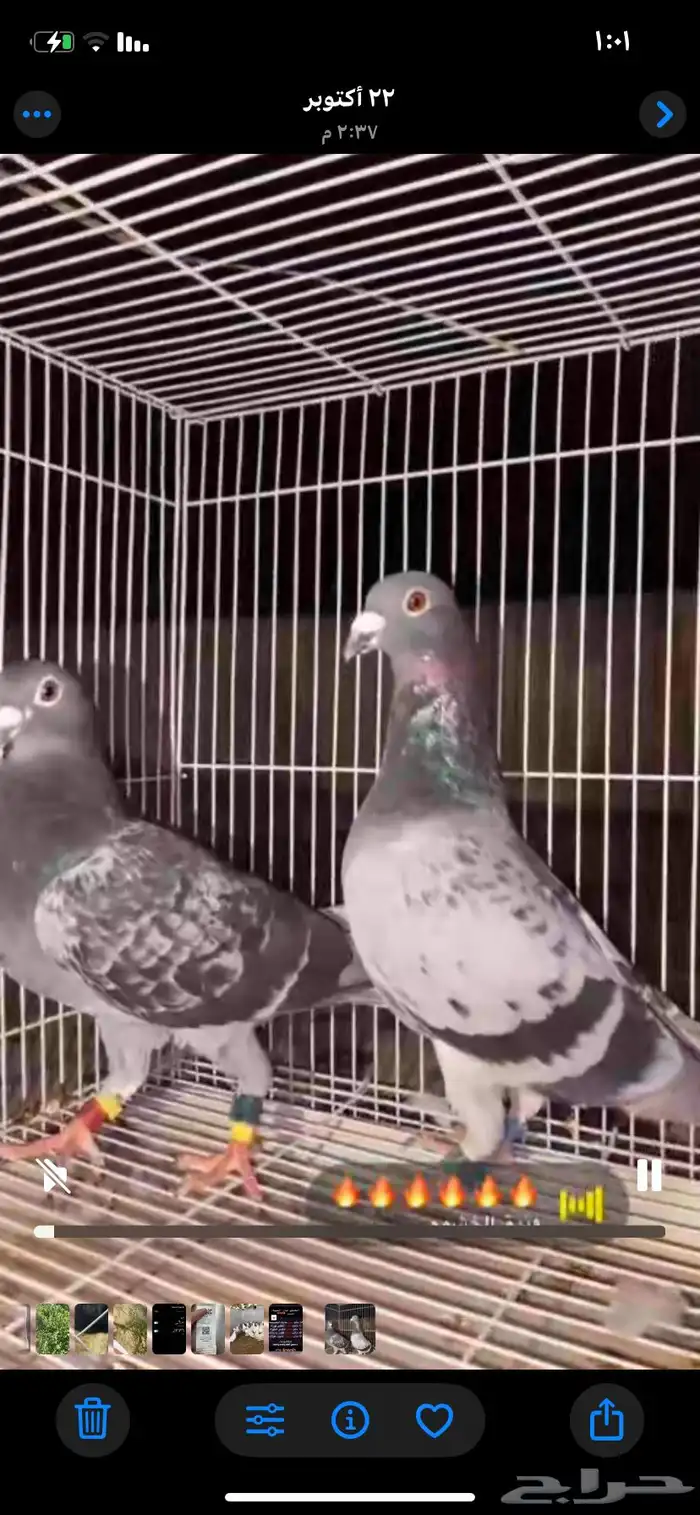 زوج زاجل اصيل الموقع مليجه 2