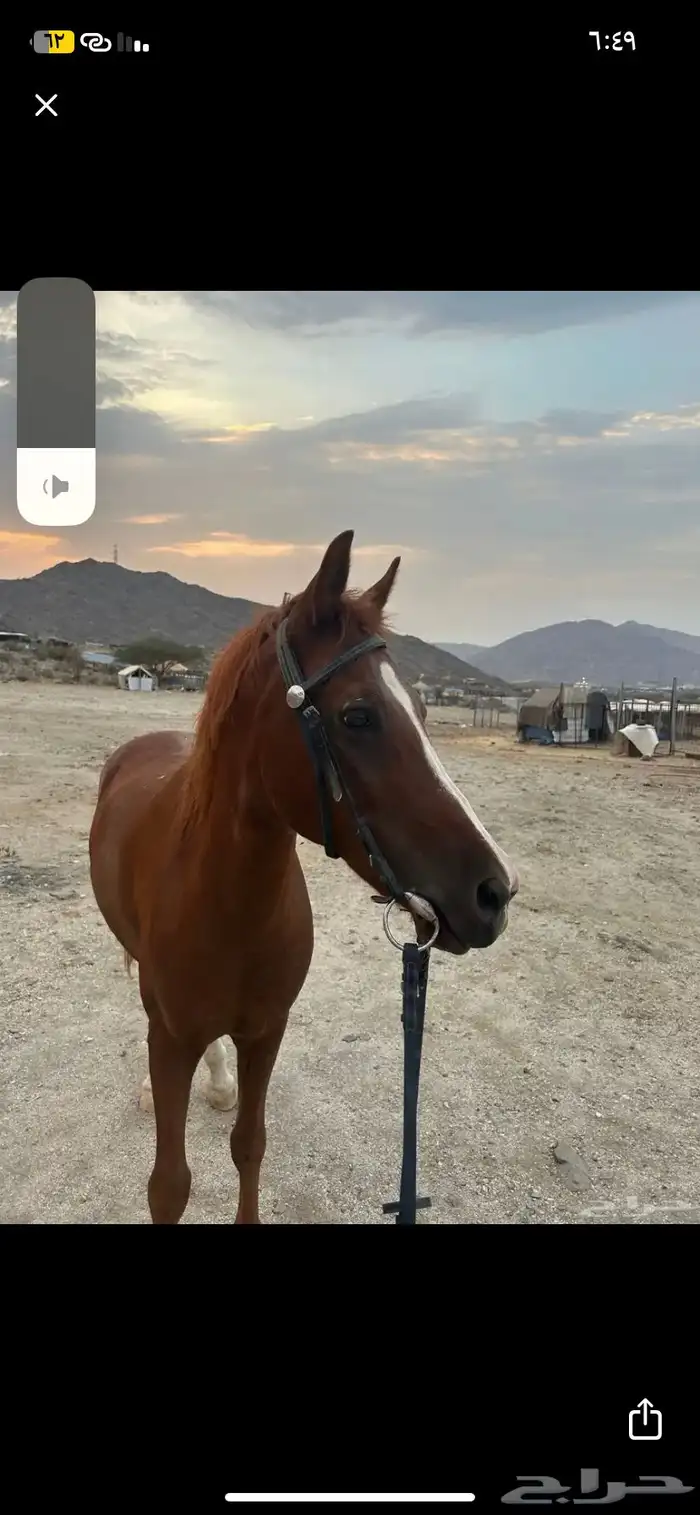 حصان للبيع 1