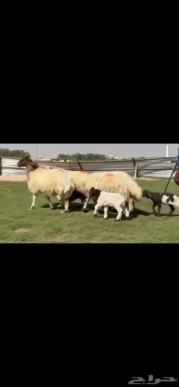 للبيع شياه نعيم متابيع طيبه 5