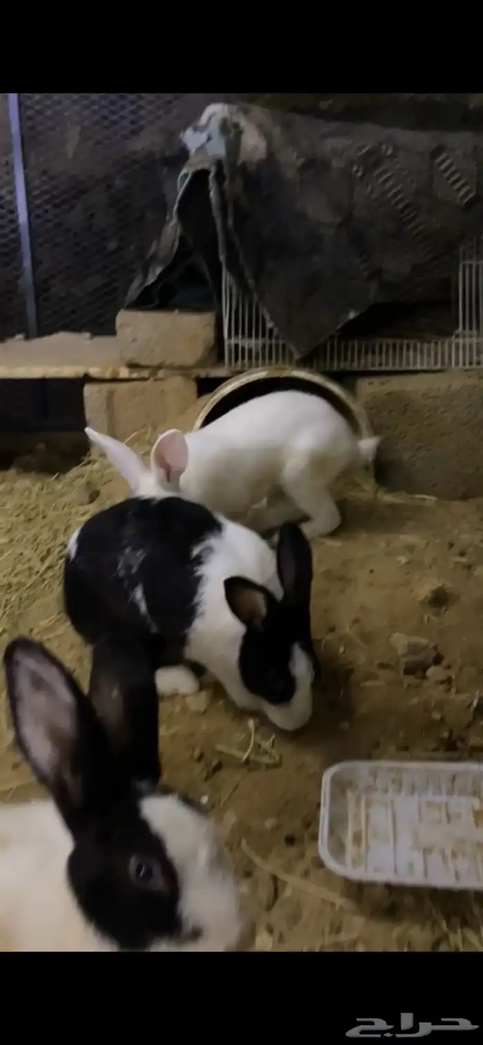 ارانب العدد 4 ذكر الأبيض والباقي اناثي 1