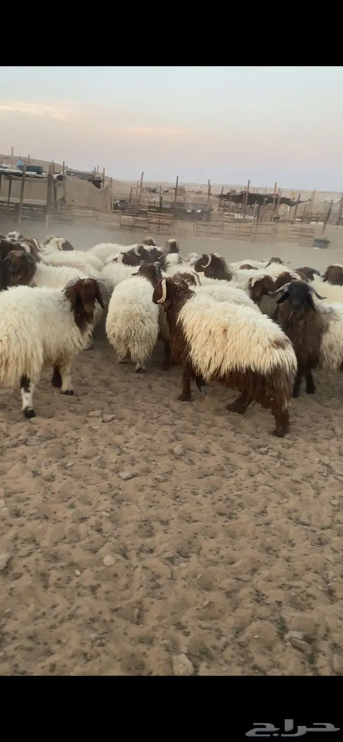 خرفان ورخال 6