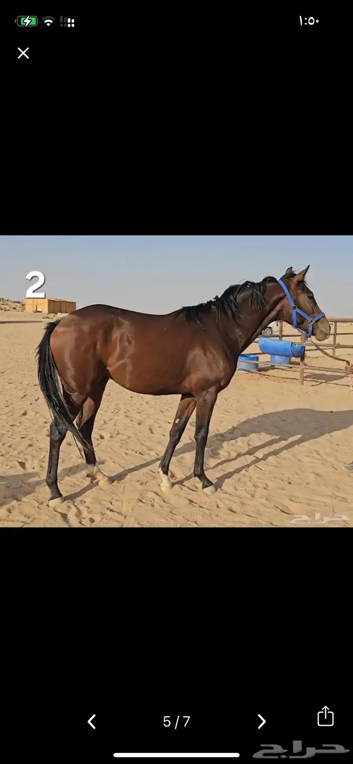 حصان للبيع 3