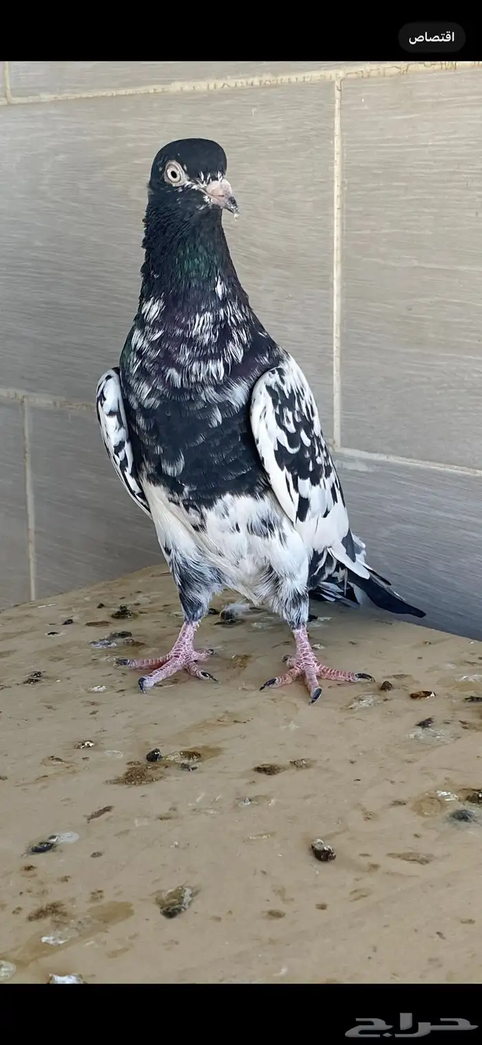 زوج رام بوري آخر ريشه 0