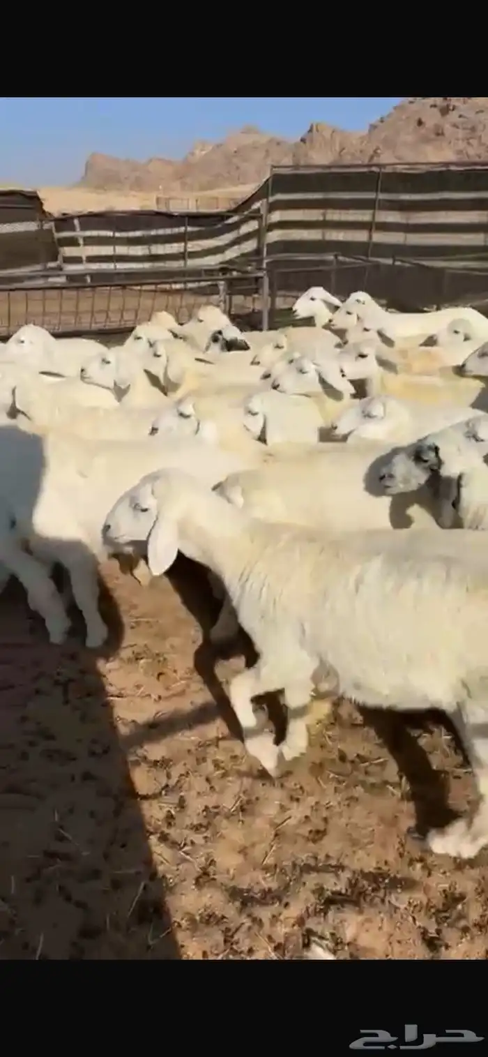 للبيع رخال حريات 2