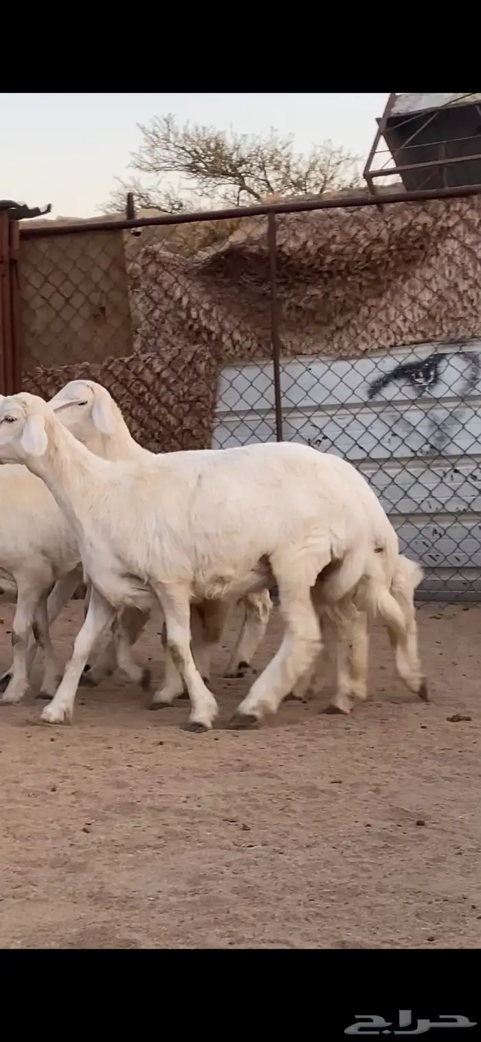 4 رخال كفو كفو 3