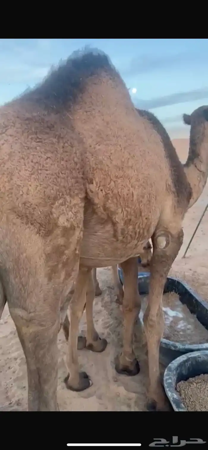 قعود عوني اصفر للبيع مفرود يدخل حق اخر اشتاء 2