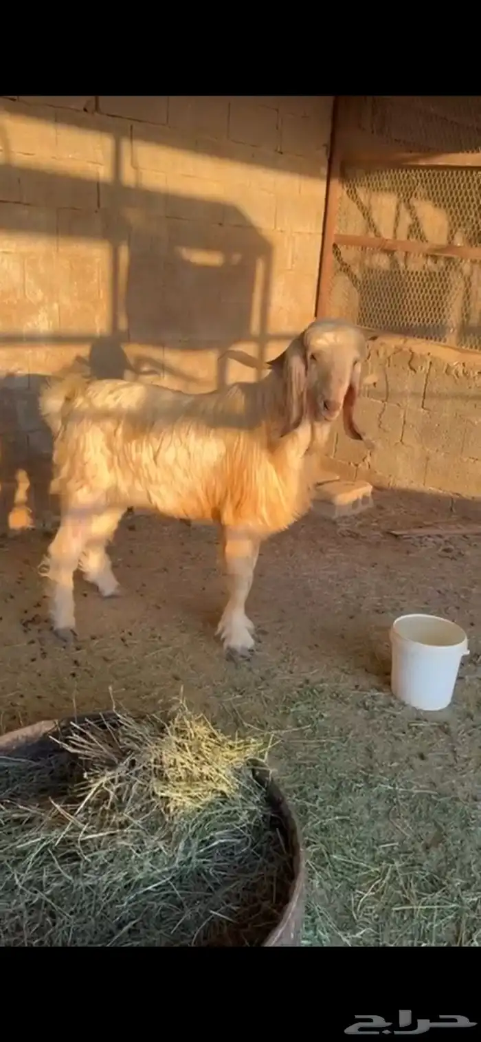 فحول معزاء واحد رباع واحد تام 1