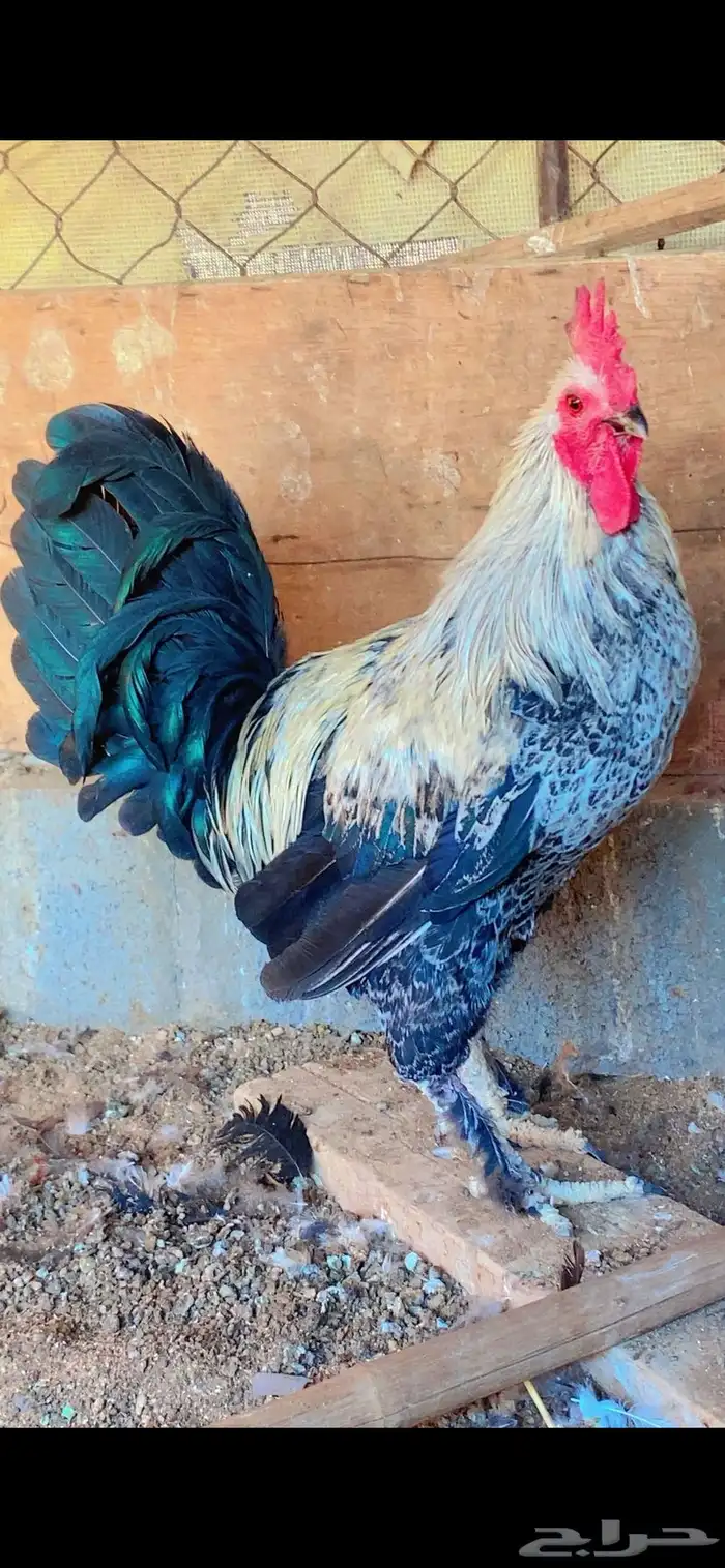 دجاج مهجن بلدي على برهما 0