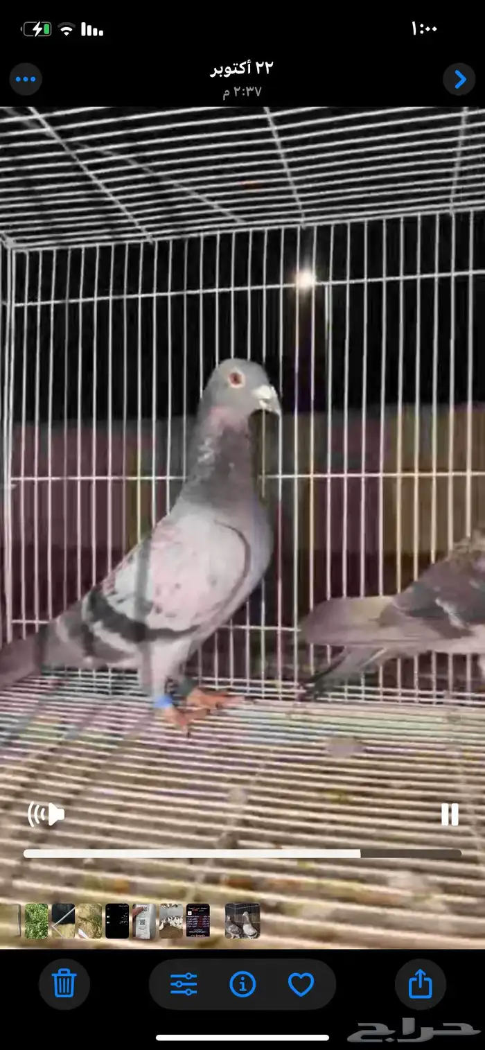 زوج زاجل اصيل الموقع مليجه 3