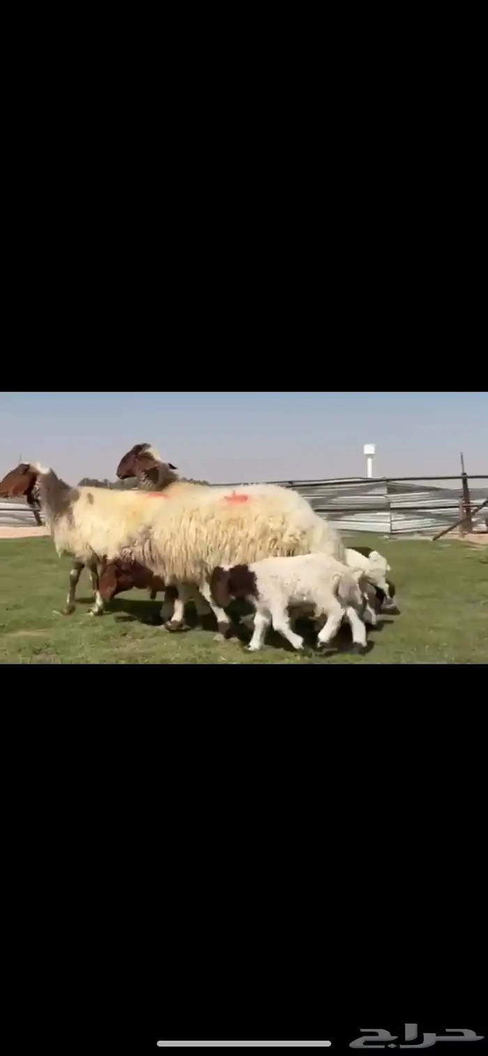 للبيع شياه نعيم متابيع طيبه 7