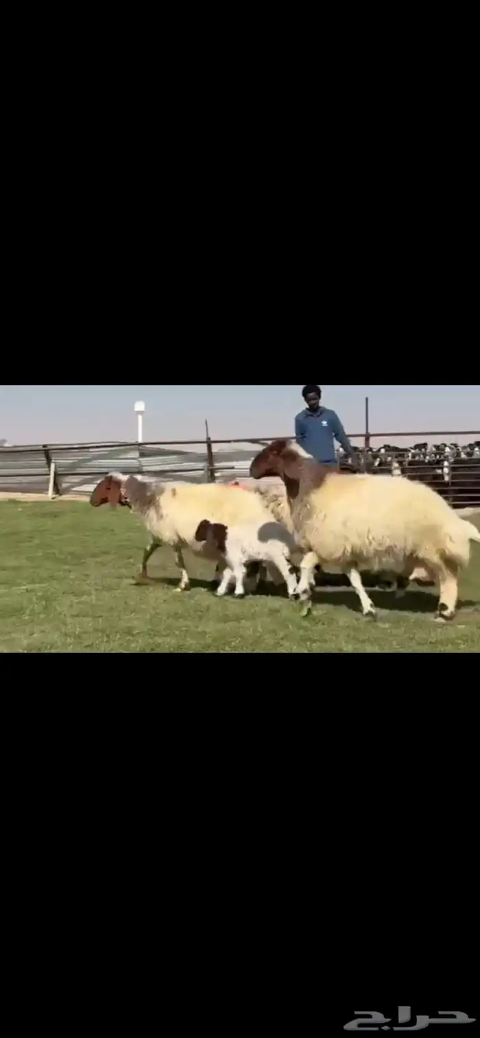 للبيع شياه نعيم متابيع طيبه 6