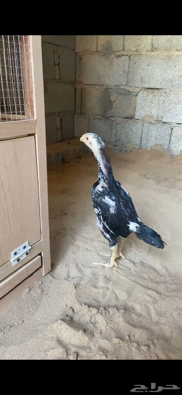 فرخ شامو الماني هزاز 0