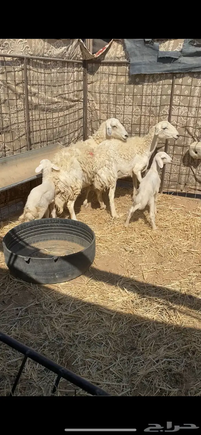 للبيع غنم مواليد 0