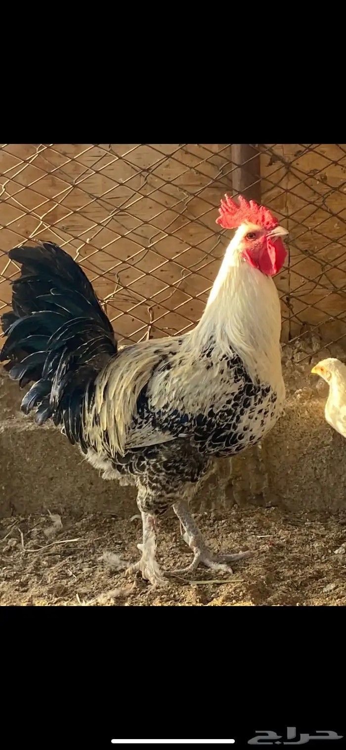 دجاج مهجن بلدي على برهما 1
