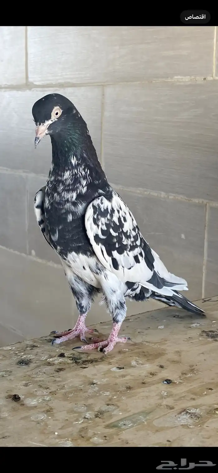 زوج رام بوري آخر ريشه 6