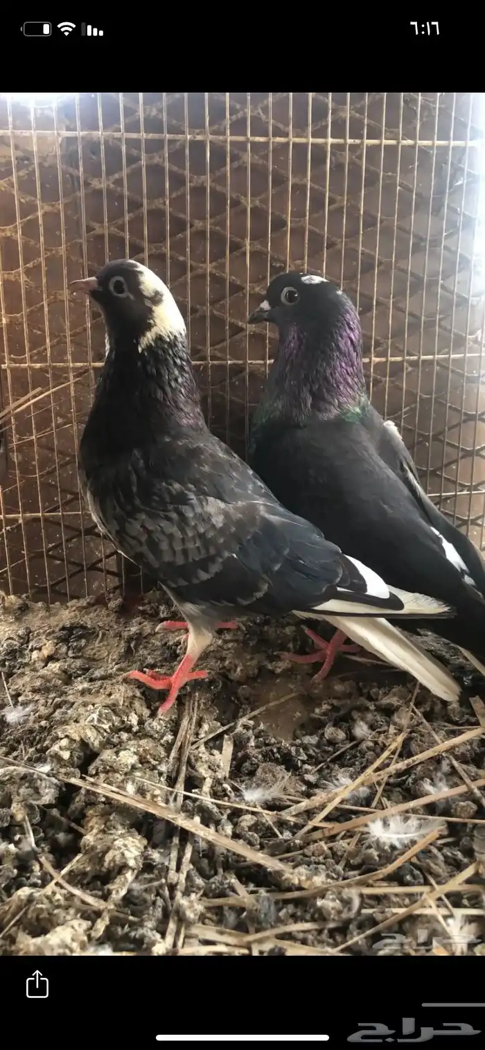 مطلوب حمام قطايف اجواز او فرايد 2