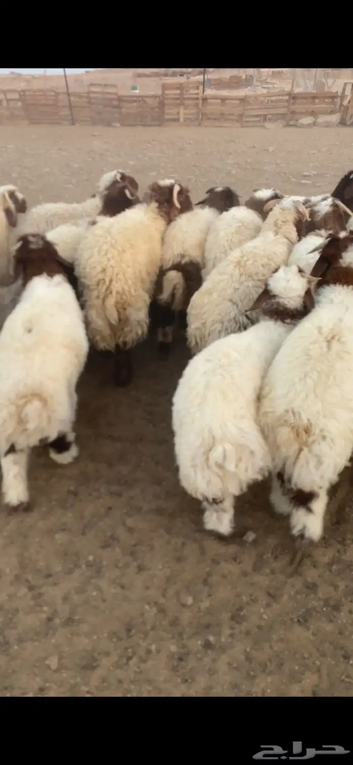 خرفان ورخال 7