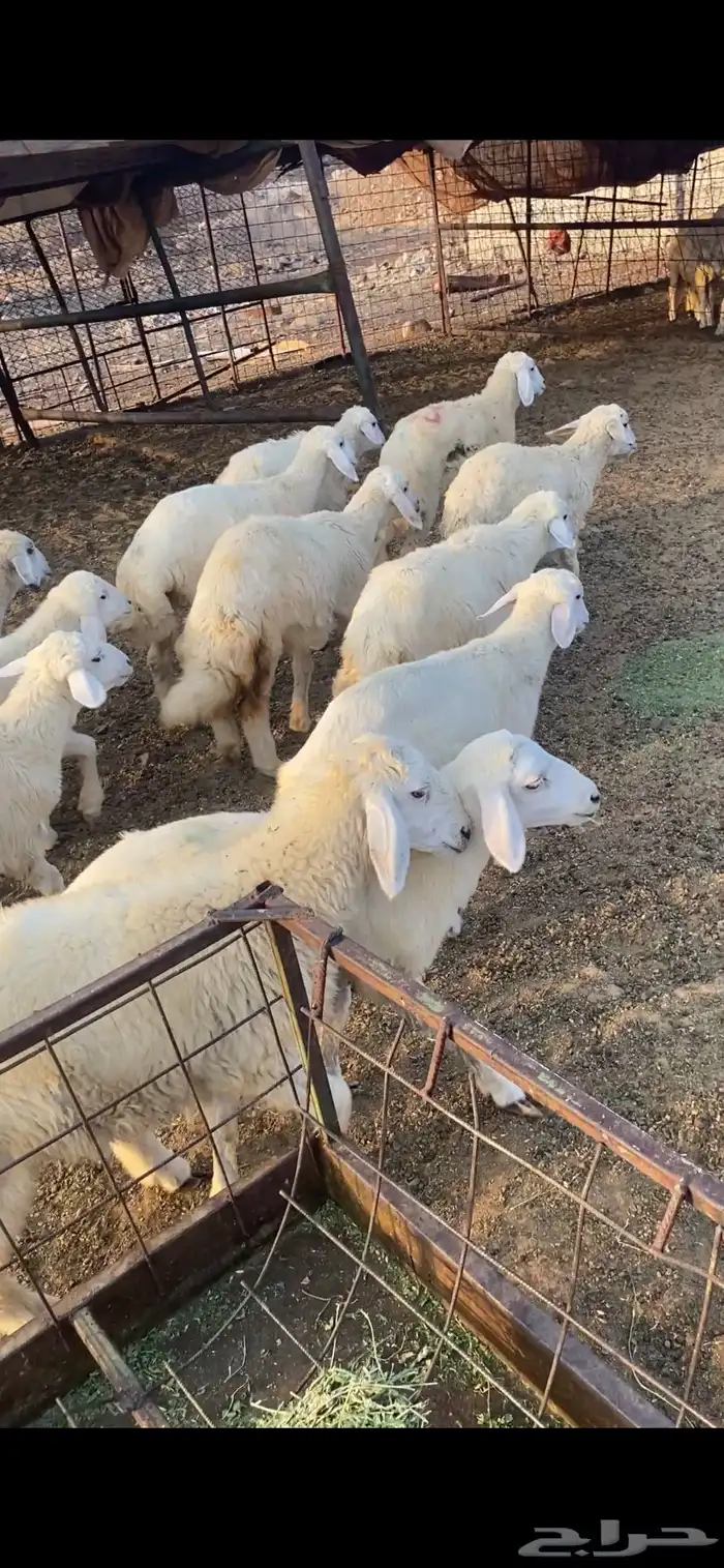 للبيع بهم تربيه 1