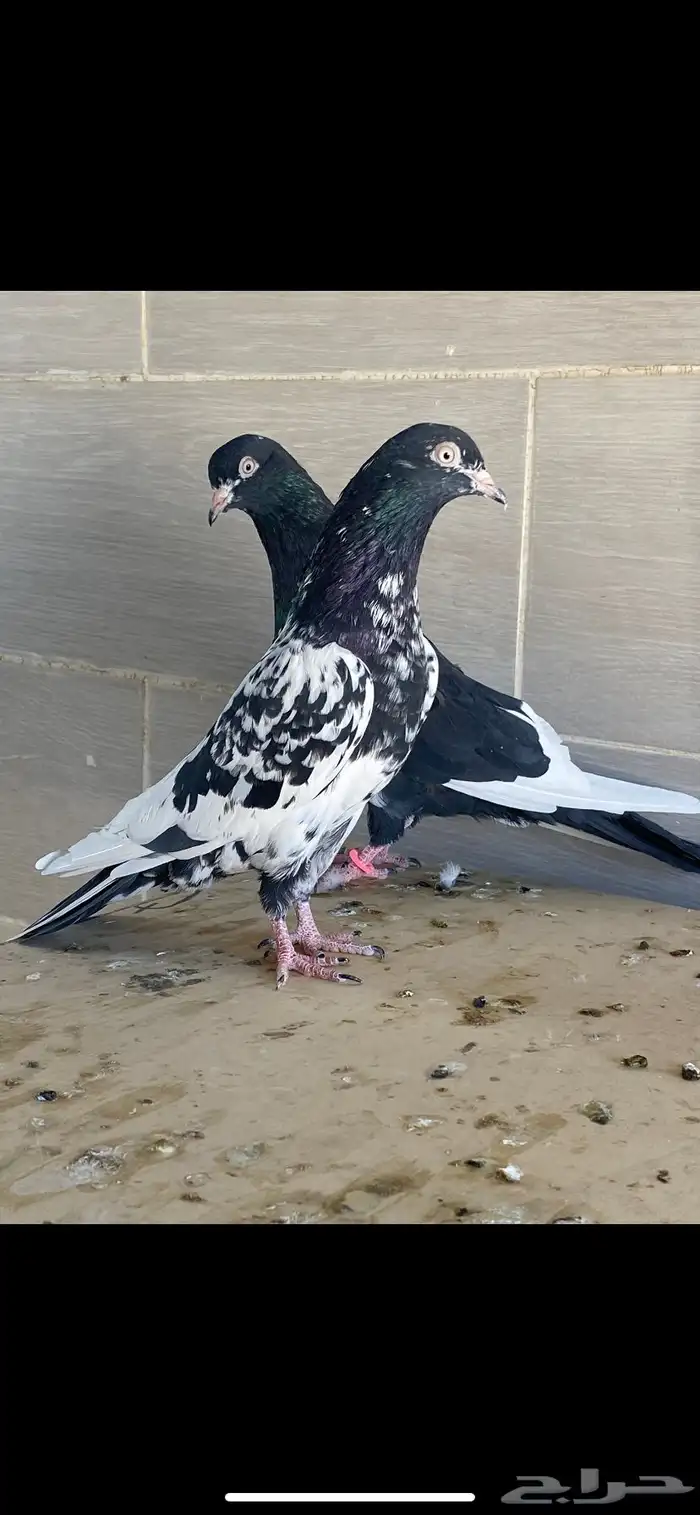 زوج رام بوري آخر ريشه 7