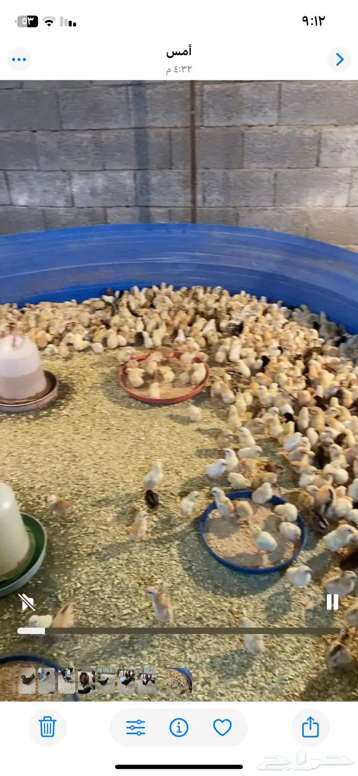 للبيع صوص دجاج بلدي 1