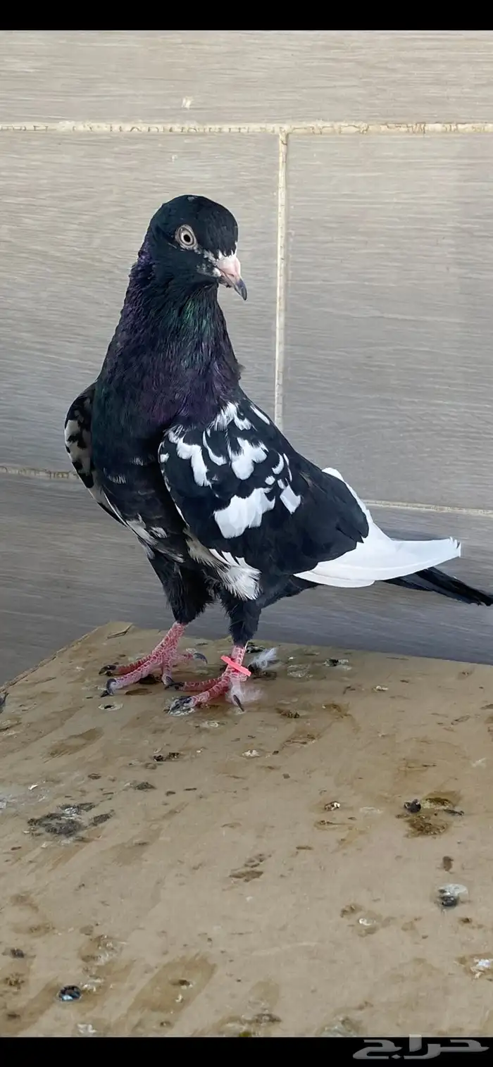 زوج رام بوري آخر ريشه 9