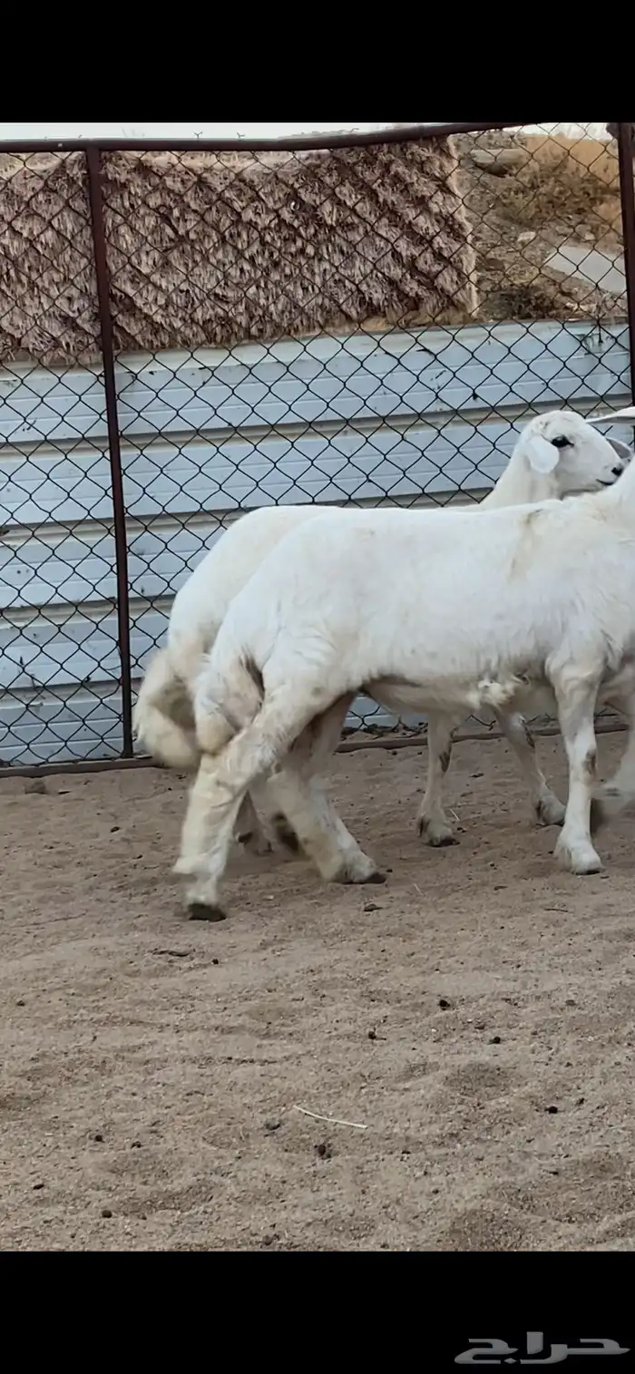 4 رخال كفو كفو 5