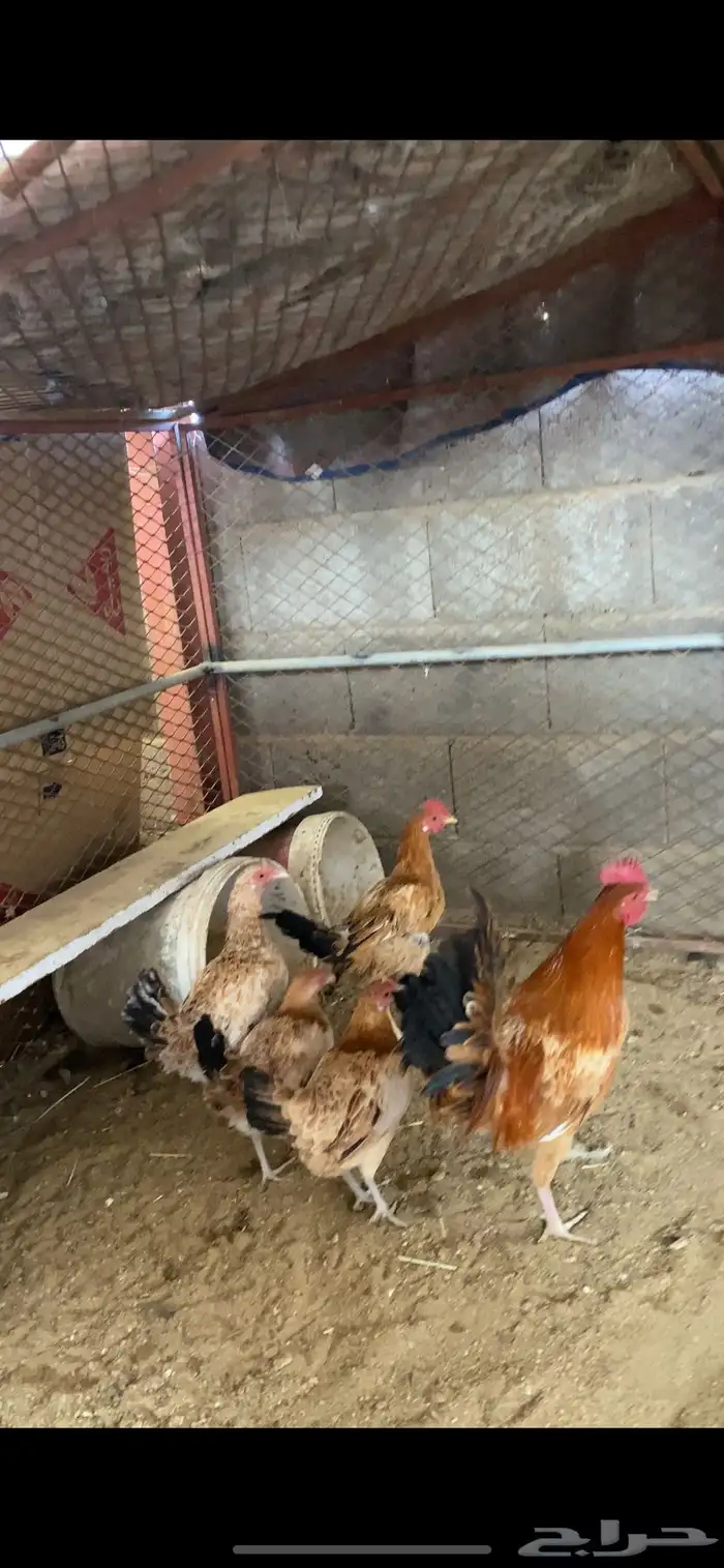 دجاج بلدي 0
