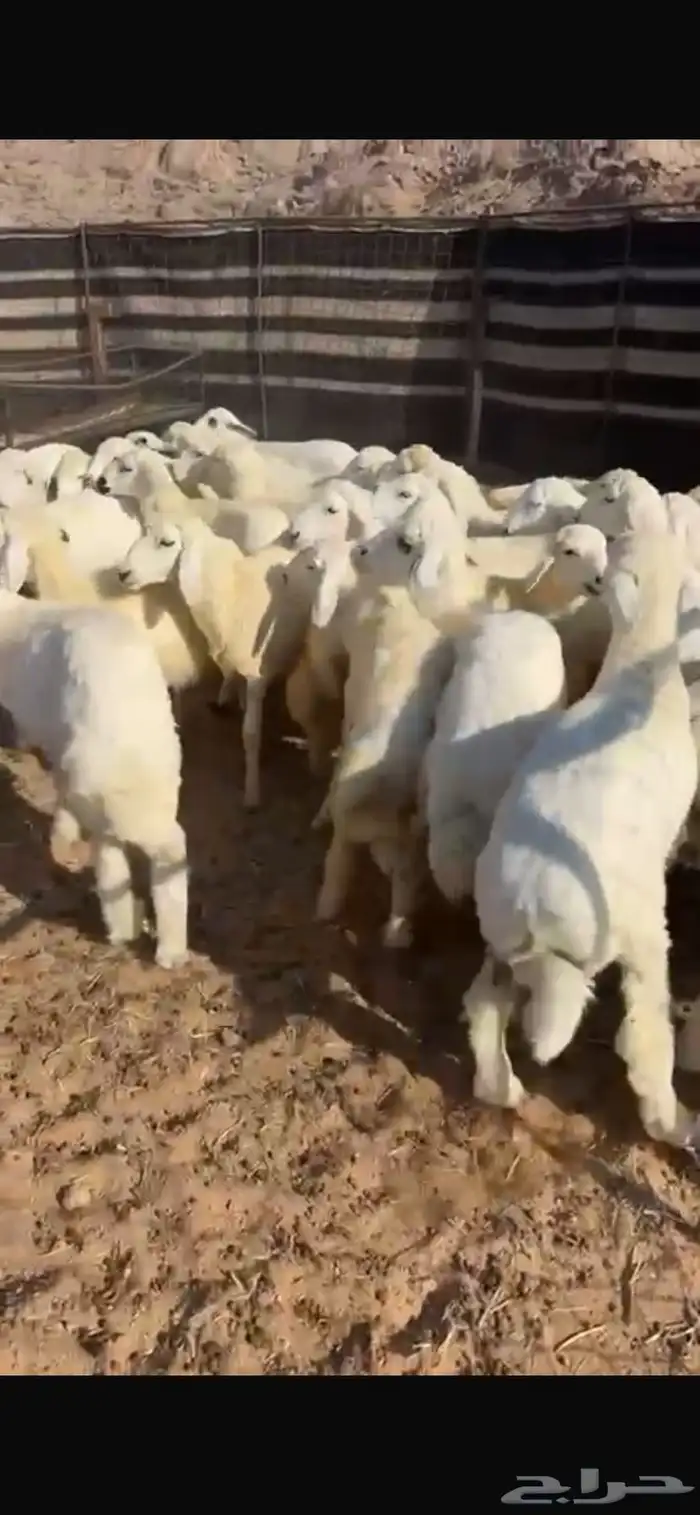 للبيع رخال حريات 1