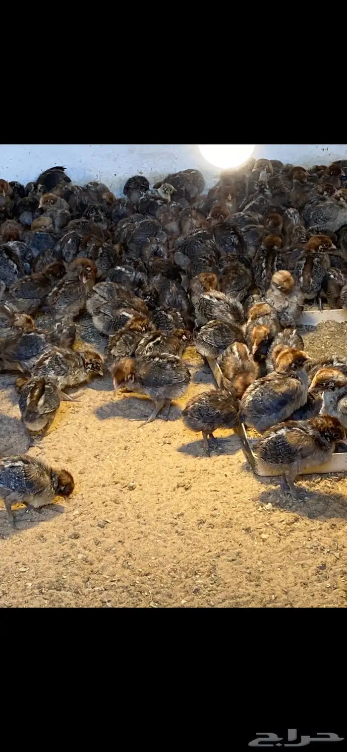 صوص دجاج فيومي 1